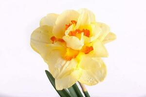 spring yellow daffodil flower isolated white background background in close-up photo