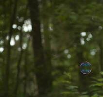 colorful rainbow soap bubble on the background of green trees outside photo