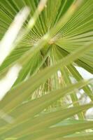 interesting original exotic background of green palm leaf in close-up photo