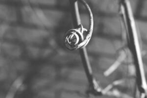 strange twisted shape of a climbing plant growing on a fence in close-up photo