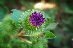 summer purple thistle flower among greenery in a wild meadow, photo