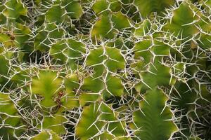 natural original background of green cactus with sharp long white spines photo