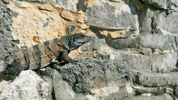 leguan på klippan Tulum ruiner Mayan plats tempel pyramider Mexiko. video