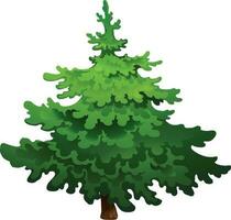 Spruce  isolated on white background. vector