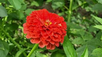Red fluffy zinnia in a summer garden blooms on a bush. Gardening is a hobby. Flower blooming season. Close-up. video