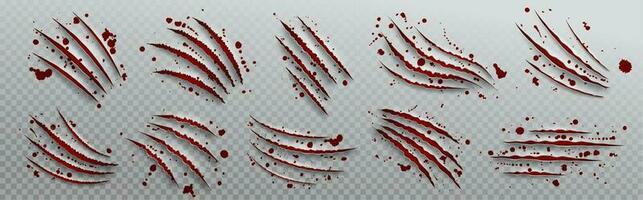 Tiger claw scratch with blood drop vector attack