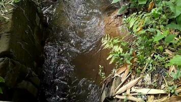Beautiful Small stream with rapid under trees at meadow. Footage videos. video