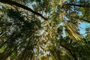 gusanos plantación - sabana, Georgia foto