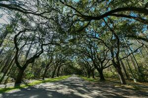 Wormsloe Plantation - Savannah, Georgia photo