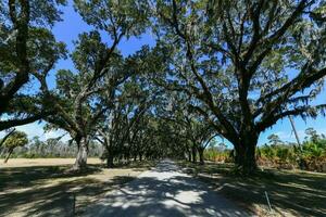 Wormsloe Plantation - Savannah, Georgia photo