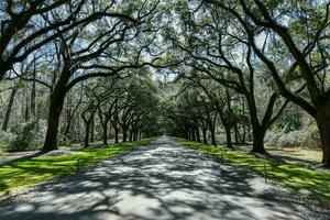 Wormsloe Plantation - Savannah, Georgia photo