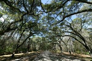 Wormsloe Plantation - Savannah, Georgia photo