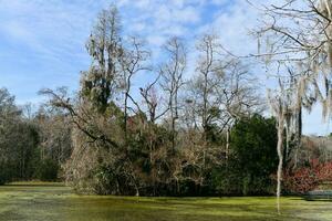 Magnolia Plantation View photo