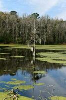 Magnolia Plantation View photo