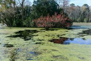 Magnolia Plantation View photo