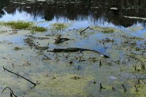 Magnolia Plantation View photo