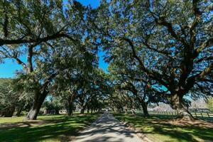 Boone Hall Plantation photo