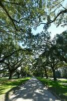 Boone Hall Plantation photo