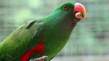 bayan uccelli, quale ha il scientifico nome eclectus roratus o anche conosciuto come il delle molucche eclectus video