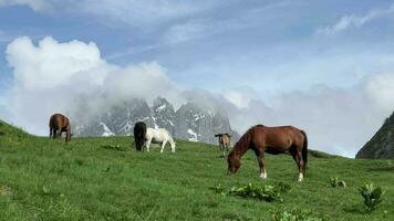 groep van bruin en wit paard begrazing Aan groen weide Bij juta Georgië video