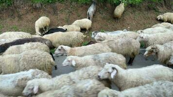 View From Vehicle, Herd of Sheep Walking on Road at Georgia video