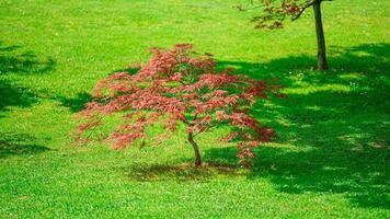 Blossoms in Bloom A Stunning Showcase of Park Garden Flowers photo