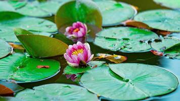 Blossoms in Bloom A Stunning Showcase of Park Garden Flowers photo