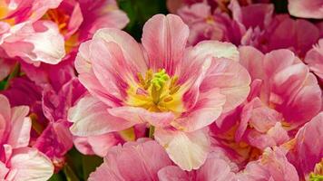 Blossoms in Bloom A Stunning Showcase of Park Garden Flowers photo