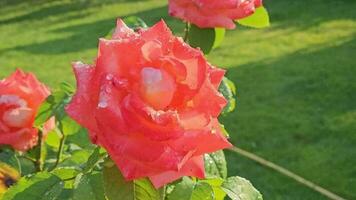 avvicinamento di un' bellissimo rosa cespuglio, con gocce di acqua dopo pioggia su rosa petali, fioriture contro un' sfondo di lussureggiante verdura nel un' rosa giardino. video