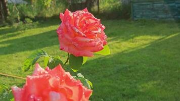 avvicinamento di un' bellissimo rosa cespuglio, con gocce di acqua dopo pioggia su rosa petali, fioriture contro un' sfondo di lussureggiante verdura nel un' rosa giardino. video