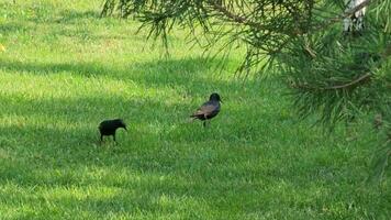 Starling looking for feed walks on green grass. Close up video