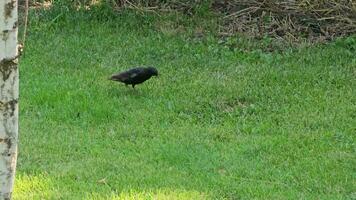 Starling looking for feed walks on green grass. Close up video