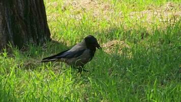 Capturing the behavior of a grey-black crow looking for food in a grassy field. video