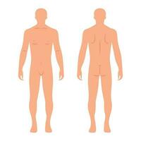 Male human body silhouettes from back and front. Anatomy. Medical and scientific concept. Illustration, vector