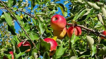 Red juicy apples among green leaves and branches on a blue sky background. Clear sunny weather. Harvest season. video