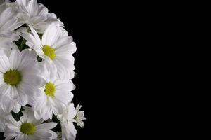 white delicate decorative flower chrysanthemum on a black smooth background photo