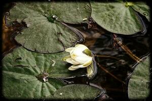 blanco flores agua lirios creciente entre verde hojas en un jardín estanque foto