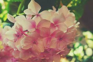 delicado pálido rosado hortensia floreciente en el verano jardín iluminado por el calentar Dom foto