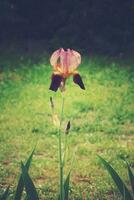 delicado natural vistoso iris flor creciente en el jardín entre verde césped foto