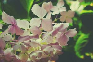 delicate pale pink hydrangea blooming in the summer garden illuminated by the warm sun photo