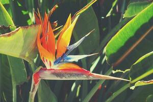 exotic orange flower in close-up in a natural environment photo