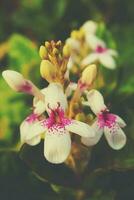 beautiful interesting little white flowers in the garden in close-up photo