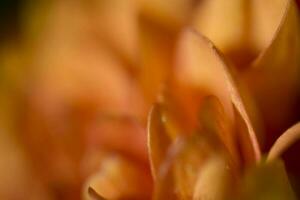 colorful delicate autumn flowers in a large close-up in the warm sunshine photo