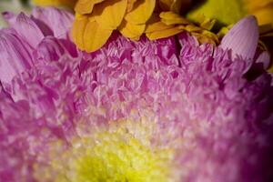 colorful delicate autumn flowers in a large close-up in the warm sunshine photo