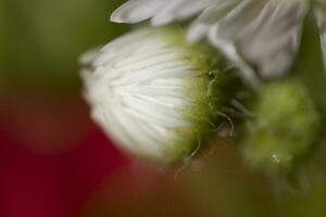 colorful delicate autumn flowers in a large close-up in the warm sunshine photo