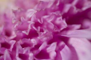 colorful delicate autumn flowers in a large close-up in the warm sunshine photo