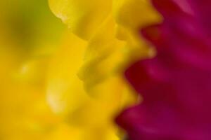 colorful delicate autumn flowers in a large close-up in the warm sunshine photo