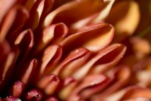 colorful delicate autumn flowers in a large close-up in the warm sunshine photo