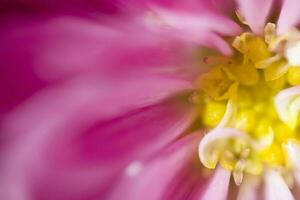 colorful delicate autumn flowers in a large close-up in the warm sunshine photo