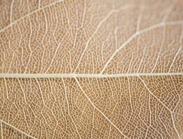 interesting natural background from a dry leaf with an original pattern photo